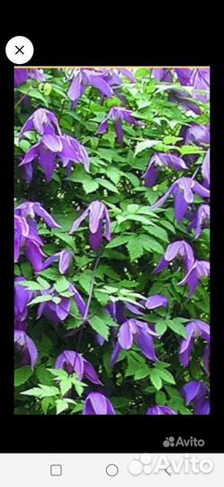 Растения для сада и дачи