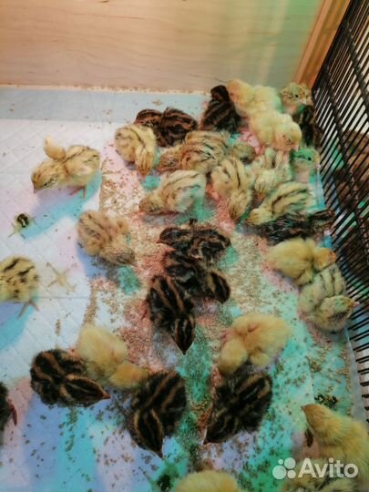 Перепела (7 пород) суточные и подрощенные