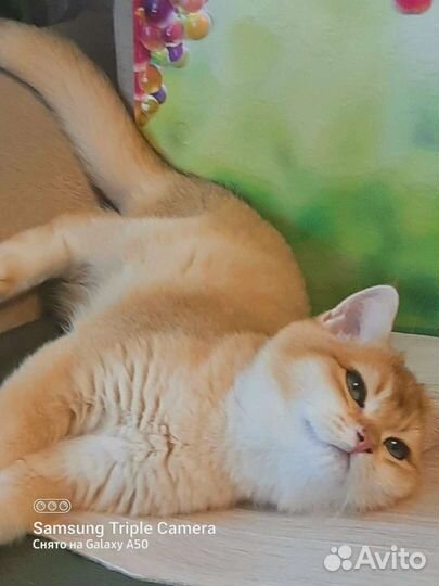 Золотой плюшевый котик