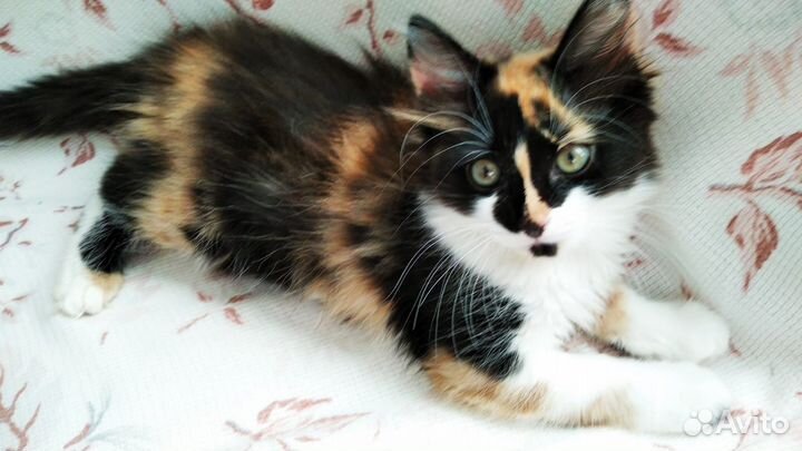 Кошка в дар