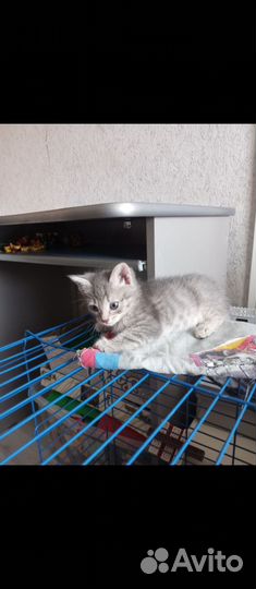 Котенок в добрые руки