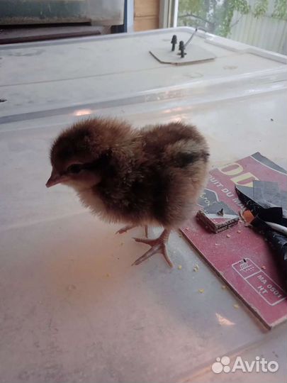 Утята и цыплята