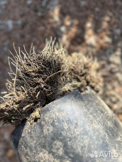 Штамб гортензии С10