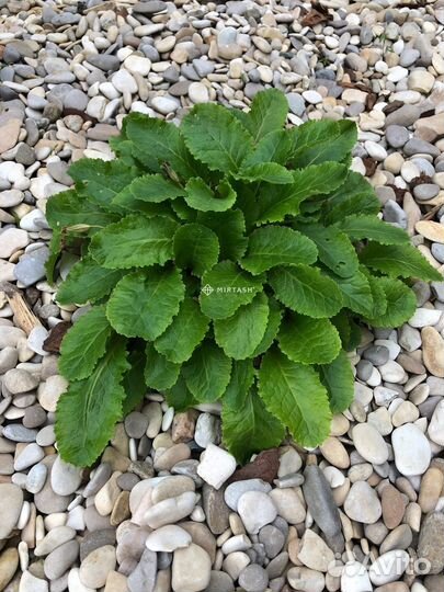 Морская галька 5-10 мм, каменный ковер