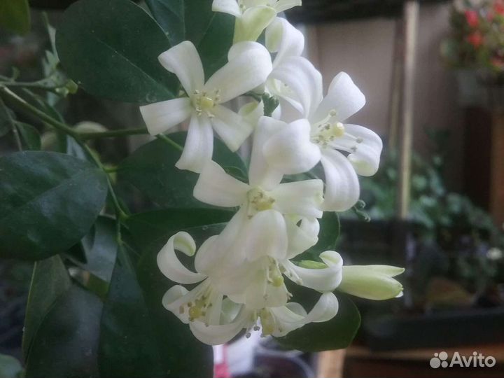 Стрептокарпус, мурайя, замиогулькас