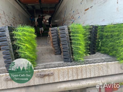 Сеянцы зкс Сосна Ель Лиственница окс Голуб Горн