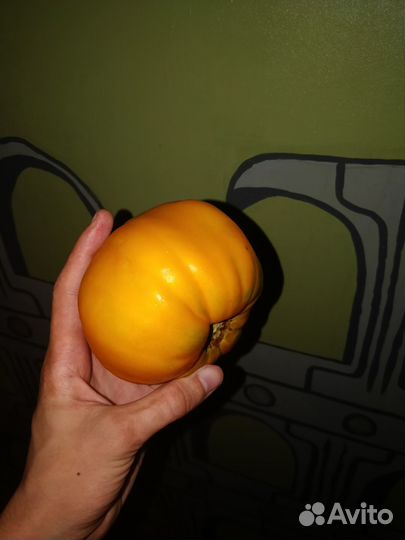 Рассада помидор