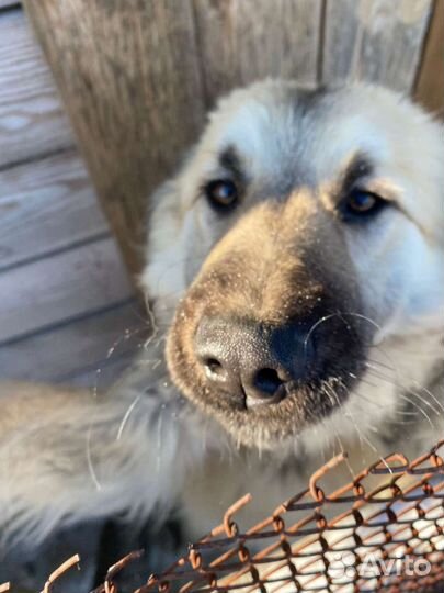 Собака в добрые руки