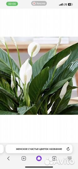 Спатифиллум женское счастье