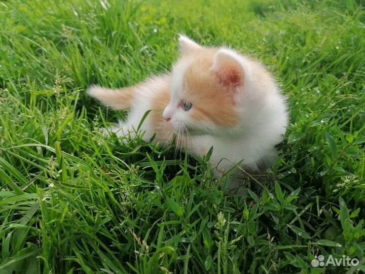 Кот Василий