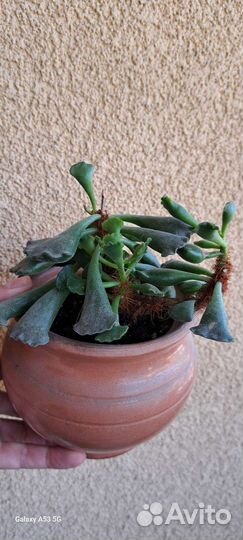 Адромискус