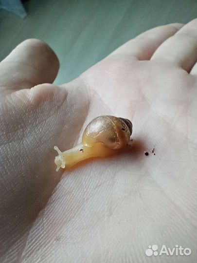 Улитята ахатины