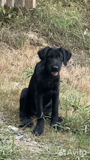 Собака охранник