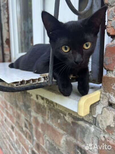 Котик черный подросток котенок