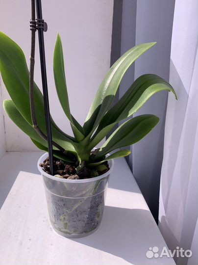 Орхидея Кимоно 70см