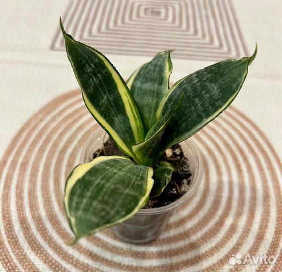 Сансевиерия ханни голд