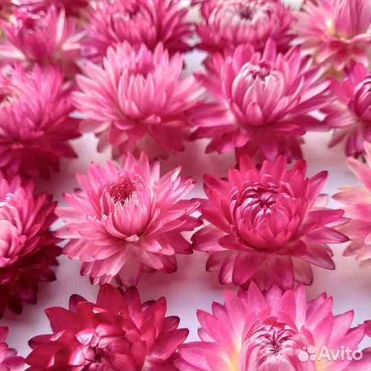 Сухоцветы. Гелихризум (Бессмертник)