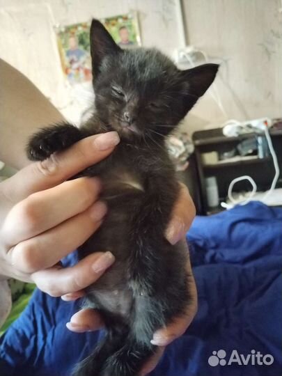 Котята в добрые руки бесплатно