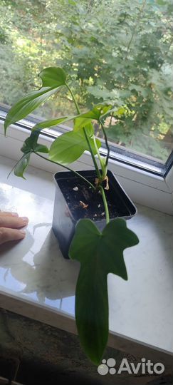 Филодендрон Florida green