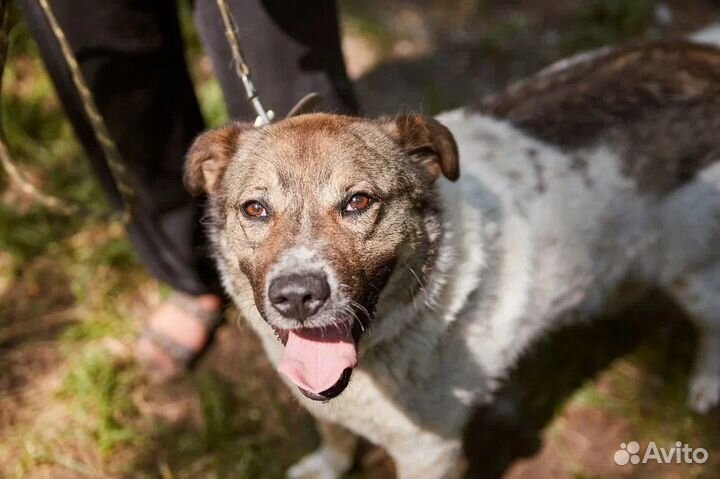 Отличный пес Тамерлан ищет дом