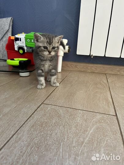 Британская кошка