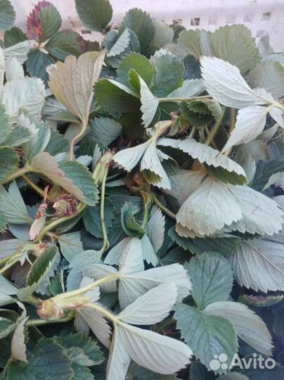 Рассада клубники