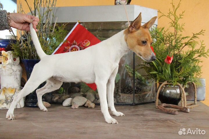 Щенок той-фокстерьера