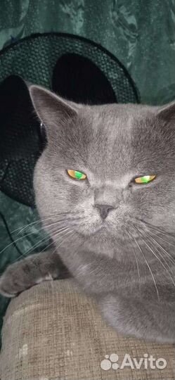 Британский кот вязка