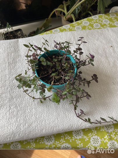 Домашние растения пеперомия/коллизия