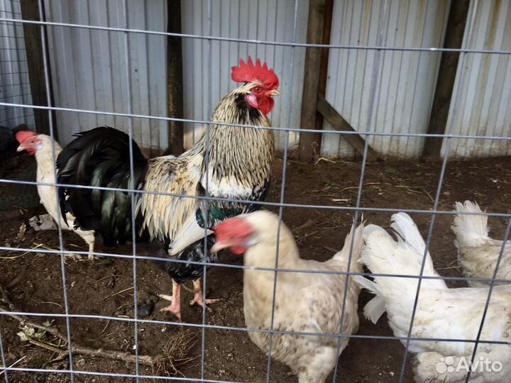 Петух и куры