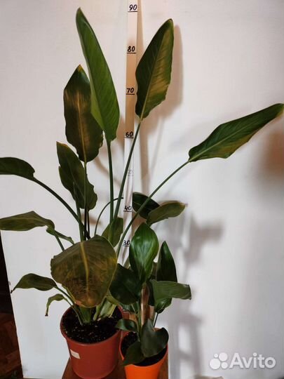 Стрелиция, Аглаонема, Аукуба, Сансивиерия, Мирт