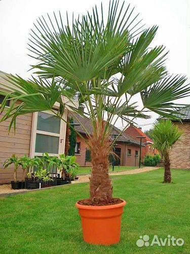 Пальма Веерная китайская Трахикарпус