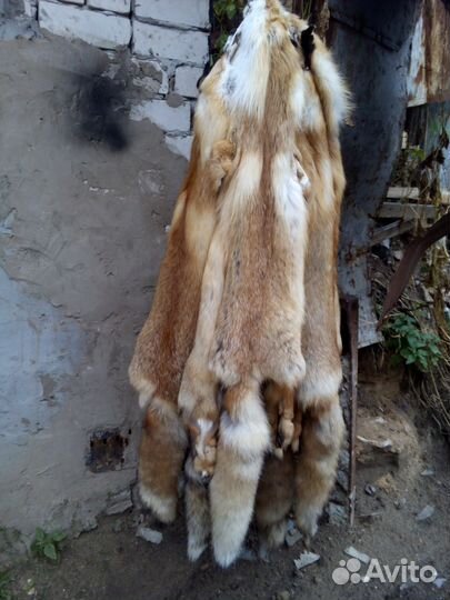 Шкуры лис