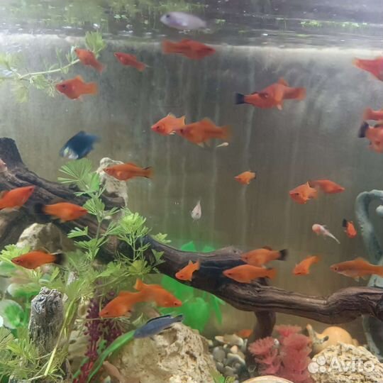 Мальки мечиносцев