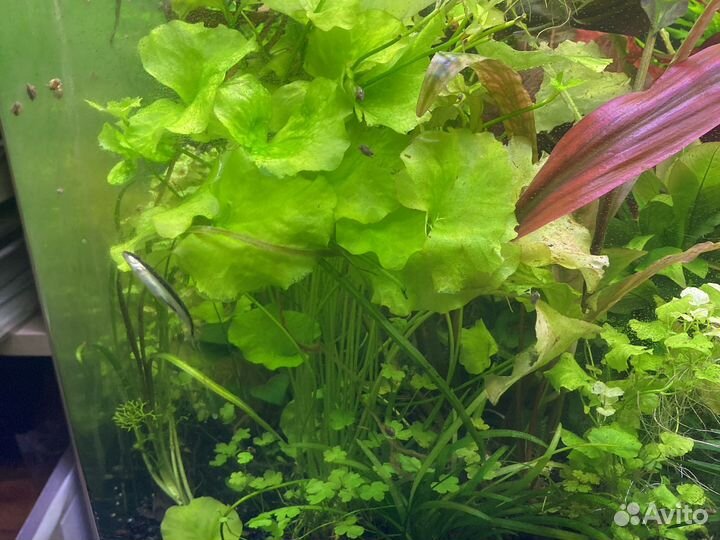Прополка из своего аквариума