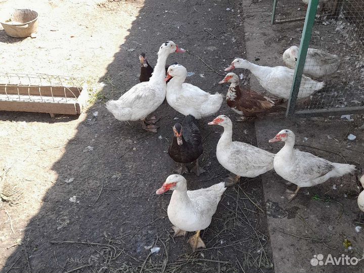 Утята индоутки