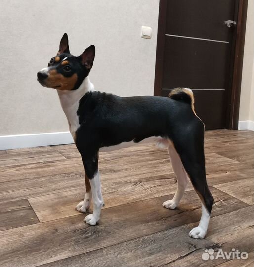 Басенджи вязка