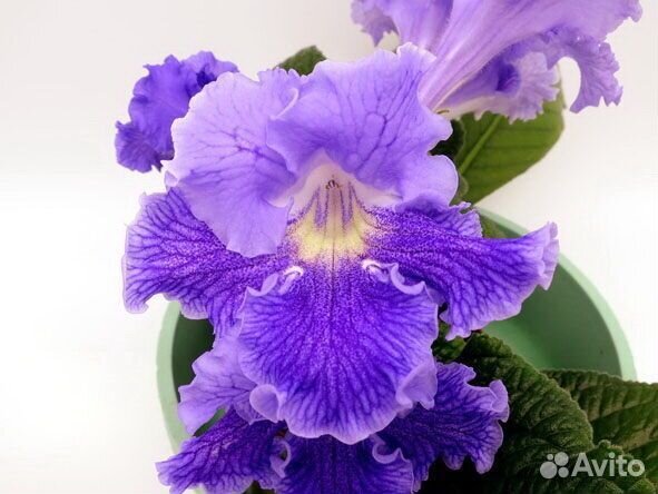 Стрептокарпус детки