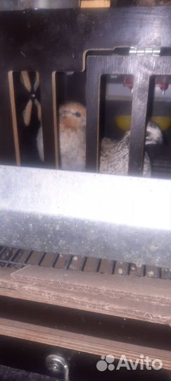 Виргинские перепела