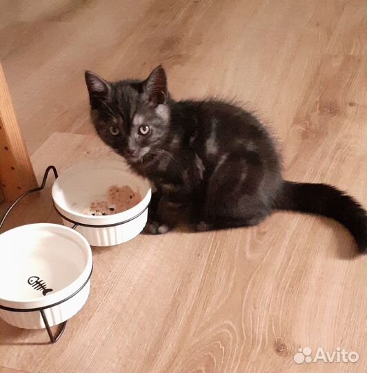 Отдам котёнка