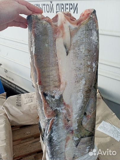 Кижуч/ Кета/ Горбуша