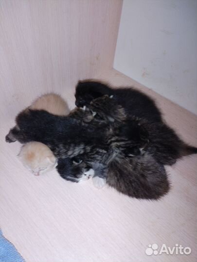 Котенок в дар