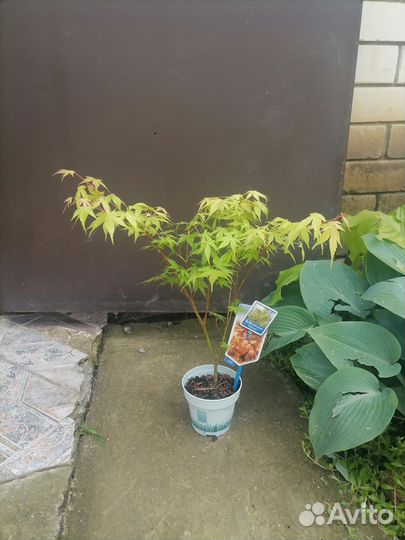 Растения для сада