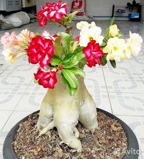 Кактусы и суккуленты