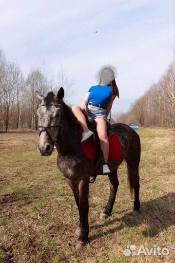 Мерин орловской помеси 2018гр 164см