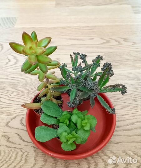 Неприхотливые суккуленты наборы по 3 шт