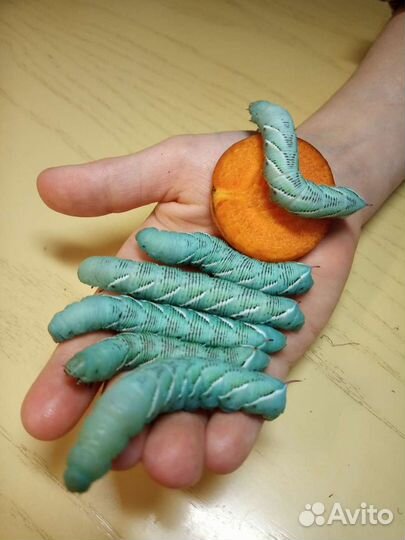 Кормовые насекомые