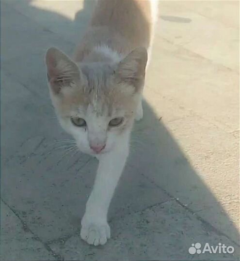Котенок бесплатно