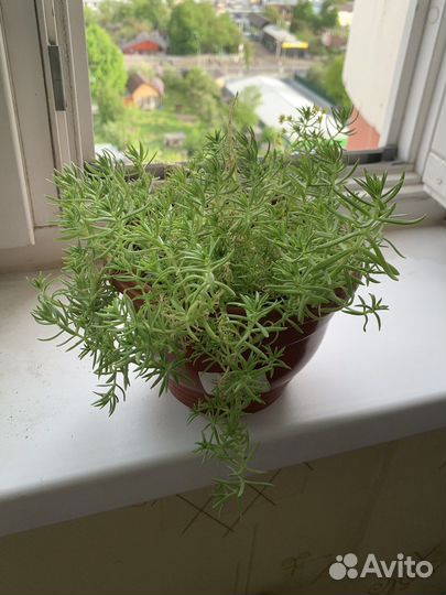 Очиток Кьюйский черенок