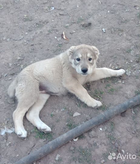 Щенки алабая